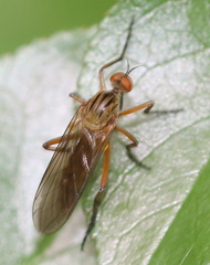 Empidinae