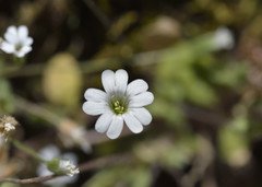 Cerastium scaposum
