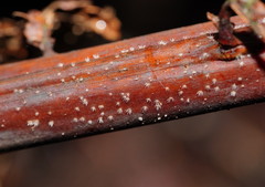 Hispidula dicksoniae