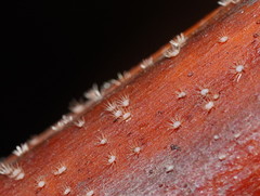 Hispidula dicksoniae