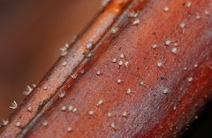 Hispidula dicksoniae