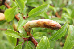 Taphrina pruni