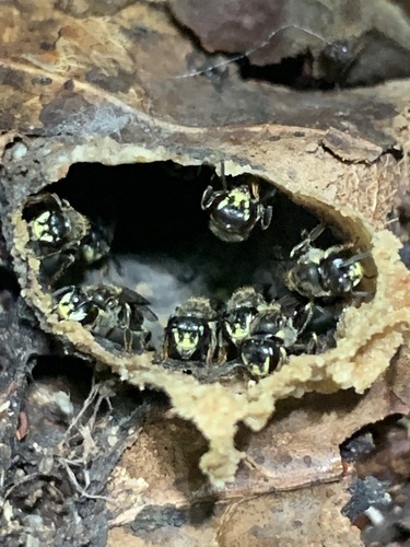 Plebeiella lendliana