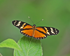 Eresia ithomioides alsina