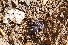 Euscorpius concinnus