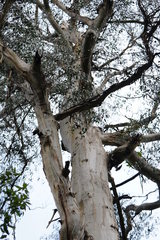 Eucalyptus cypellocarpa