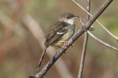 Bar-Winged Prinia photo 2