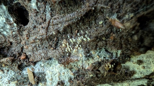 Henningsomyces candidus