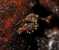 Neobarya agaricicola