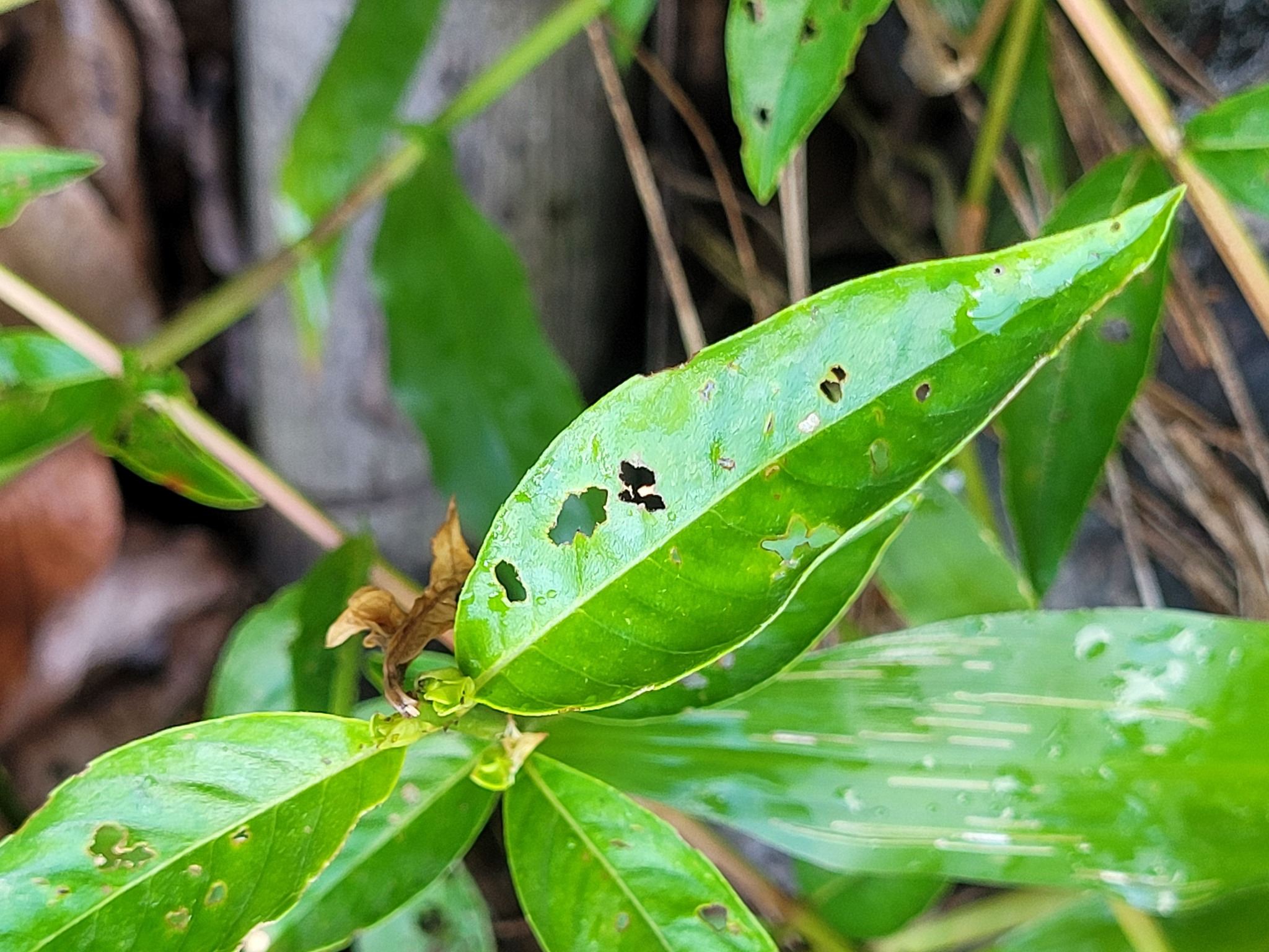 Imagem de Sete-sangrias