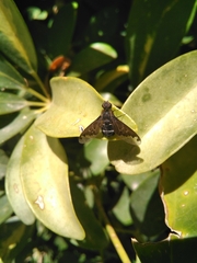 Hemipenthes velutina