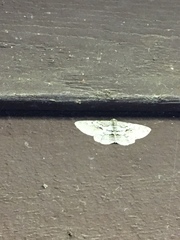 Iridopsis vellivolata