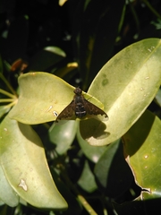 Hemipenthes velutina