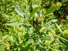 Myrica gale tomentosa