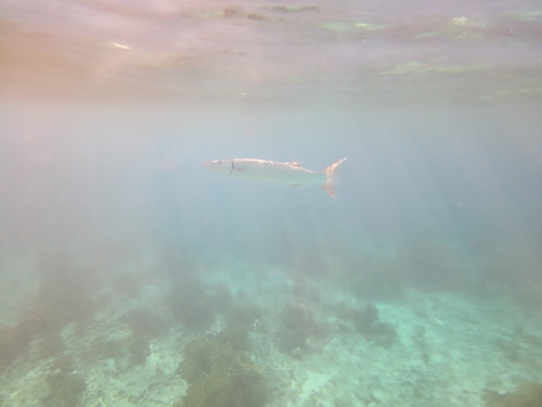 Great barracuda