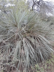 Trithrinax schizophylla, photograph author not stated, no rights reserved