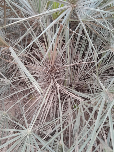 Trithrinax schizophylla, photograph 6
