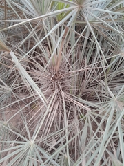 Trithrinax schizophylla, photograph author not stated, no rights reserved