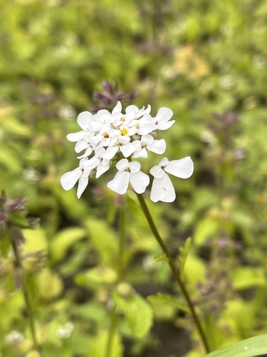 Bitter Candytuft (Iberis amara)