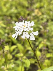 Bitter Candytuft (Iberis amara)