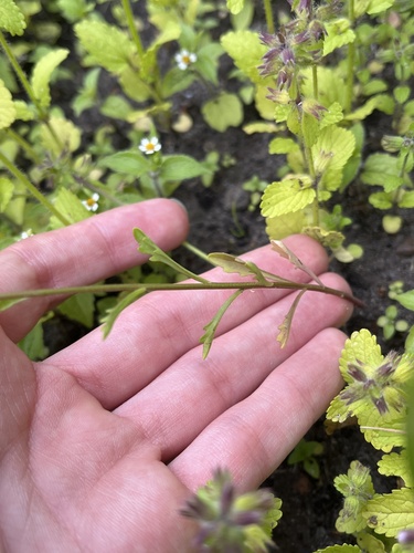 Image of Iberis amara by (c) Sean Hartnett, some rights reserved (CC BY)