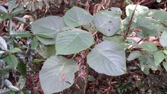 Dendrocnide moroides