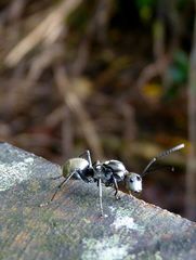 Polyrhachis foreli