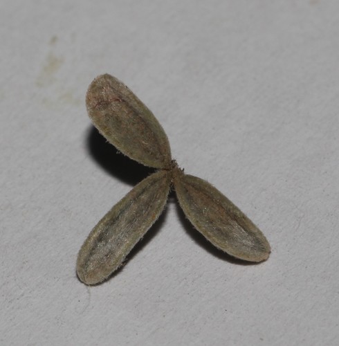 Image of Polhillia pallens by (c) Brian du Preez, some rights reserved (CC BY-SA)