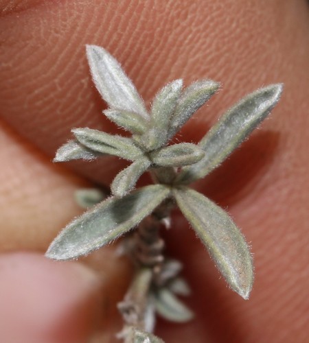 Image of Polhillia pallens by (c) Brian du Preez, some rights reserved (CC BY-SA)