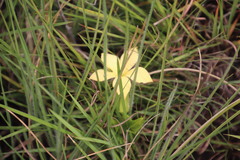 Exochaenium grande