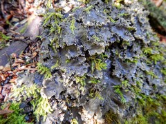 Peltigera elisabethae