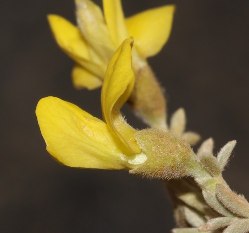Image of Polhillia pallens by (c) Brian du Preez, some rights reserved (CC BY-SA)
