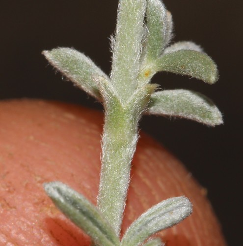 Image of Polhillia pallens by (c) Brian du Preez, some rights reserved (CC BY-SA)