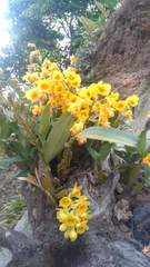 Dendrobium fimbriatum