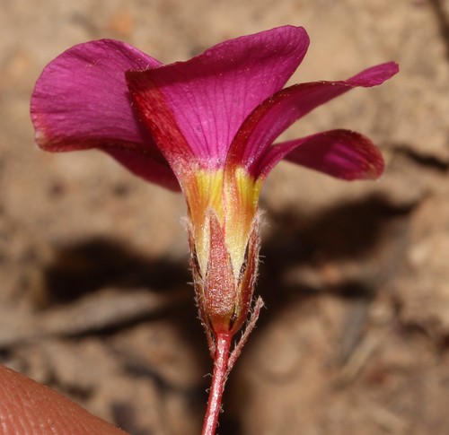 Image of Oxalis confertifolia by (c) Brian du Preez, some rights reserved (CC BY-SA)