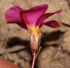 Oxalis confertifolia