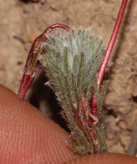 Oxalis confertifolia