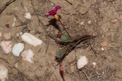 Oxalis confertifolia