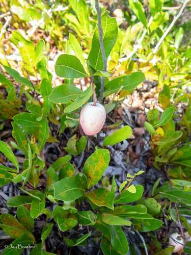 Geobalanus oblongifolius, photograph 4
