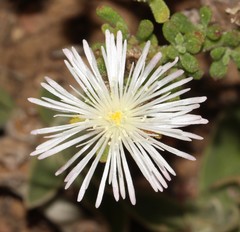 Mesembryanthemum paulum