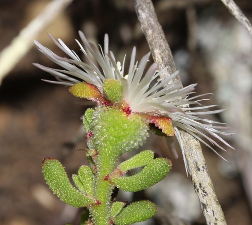 Image of Mesembryanthemum paulum by (c) Brian du Preez, some rights reserved (CC BY-SA)
