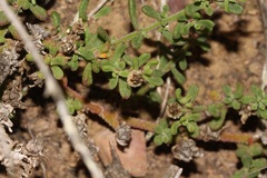 Mesembryanthemum paulum