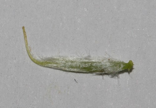 Image of Polhillia pallens by (c) Brian du Preez, some rights reserved (CC BY-SA)
