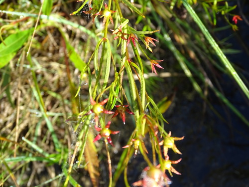 Image of Lysimachia quadriflora by no rights reserved