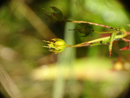 Image of Lysimachia quadriflora by no rights reserved