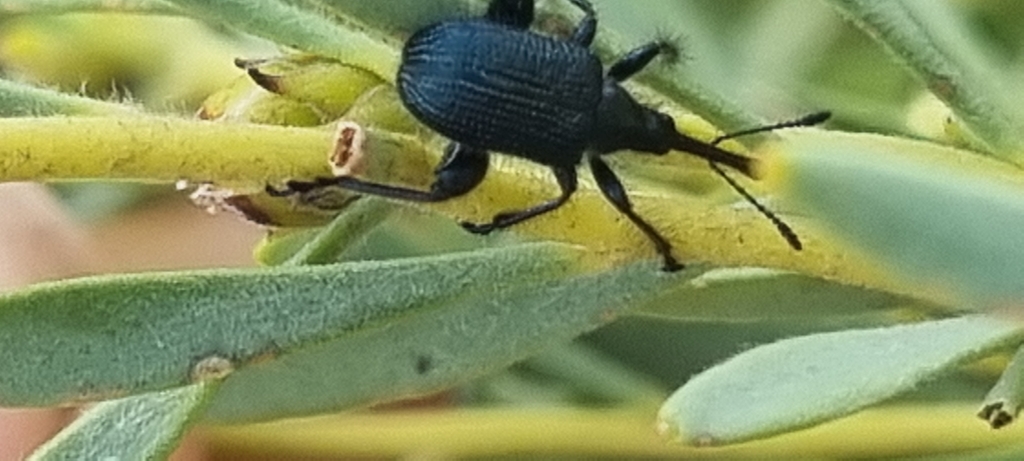Anisomerinus