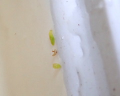 Dalyellia viridis