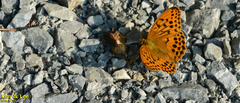 Argynnis sagana