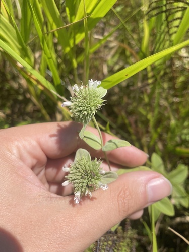 Pycnanthemum setosum, photograph 4