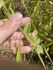 author not stated, no rights reserved Pycnanthemum setosum, photograph author not stated, no rights reserved